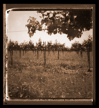 Grapes 2