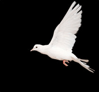 Flying-Dove