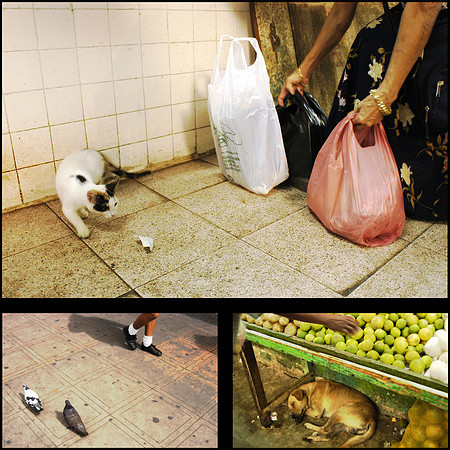 Mexico Los Animales