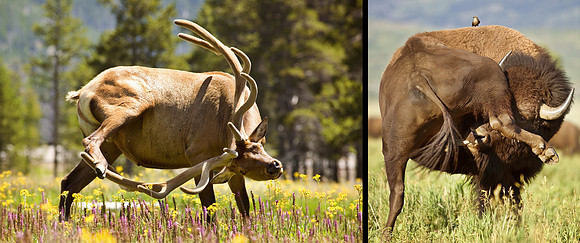 Flexable Animals