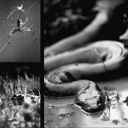 Venezuela Dangerous Animals