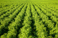 Chili_Fields_004