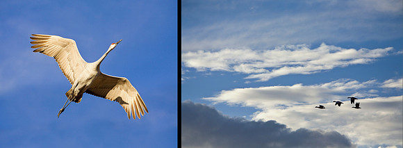 Bosque del Apache