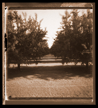 Almond Trees
