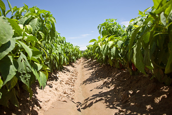 Chili_Fields_010