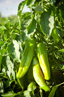 Chilies_On_Plant_001