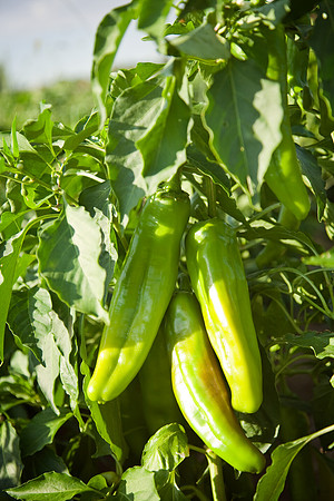 Chilies_On_Plant_001