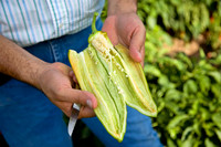 Chilies_InHand_004