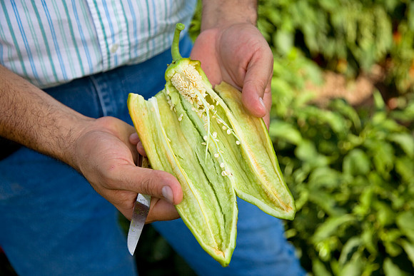 Chilies_InHand_004