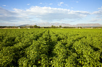 Chili_Fields_001