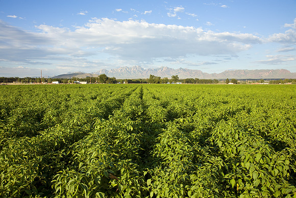 Chili_Fields_001