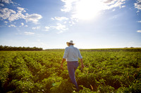 Chili_Fields_012