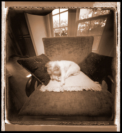 Baby Dog